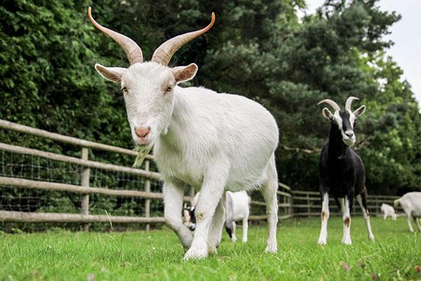 cabras caminando