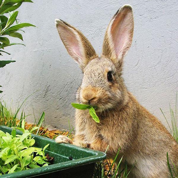 alimentation complète des lapins