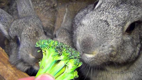les lapins mangent des légumes