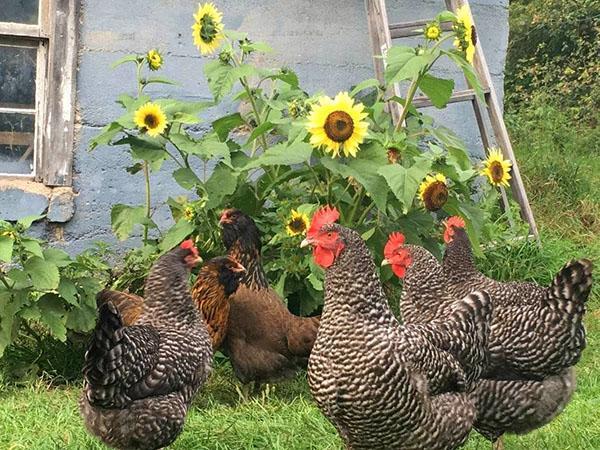 poulets au pâturage