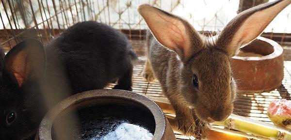 alimentar a los animales con frutas y verduras