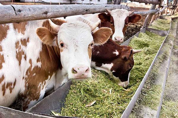 nourrir les vaches avec de l'ensilage