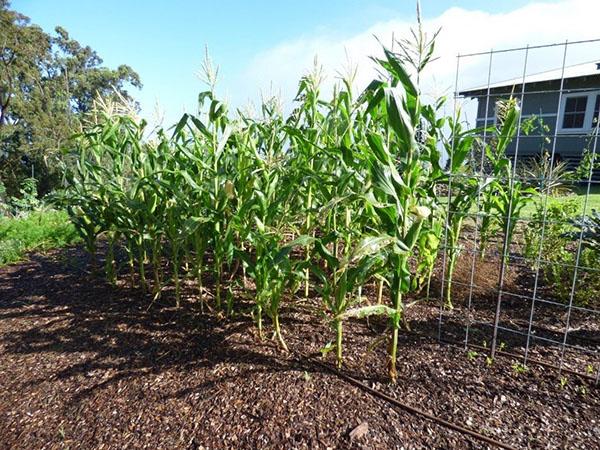 le maïs est le composant principal de l'ensilage