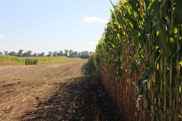 moment de la fauche des cultures pour l'ensilage