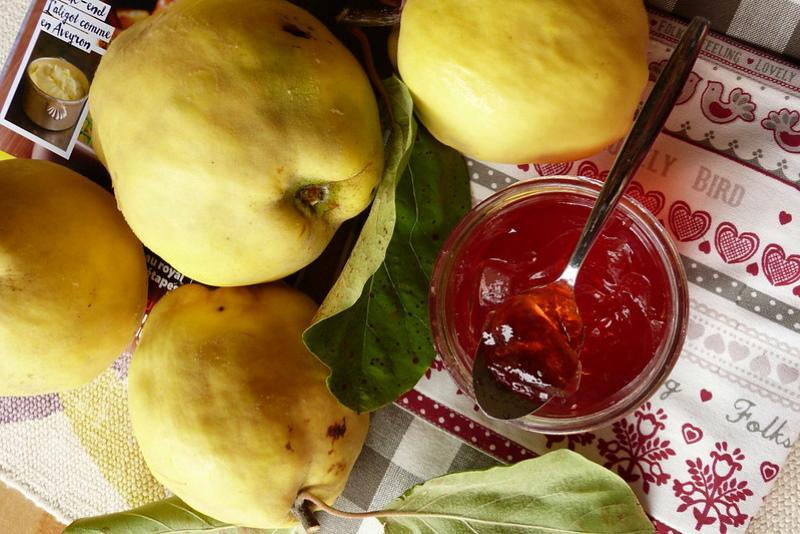 espacios en blanco de membrillo para las recetas de invierno
