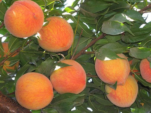 fruta del sur - melocotón
