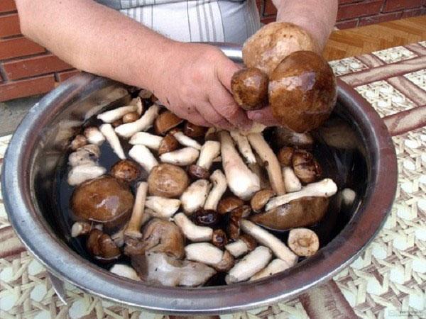 préparation de champignons pour la couture