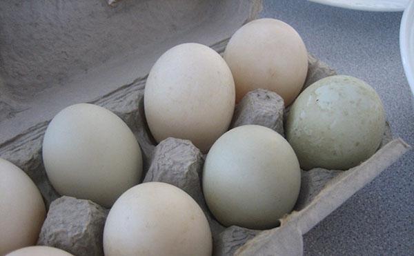 Guarde los huevos de pato en una habitación fresca.