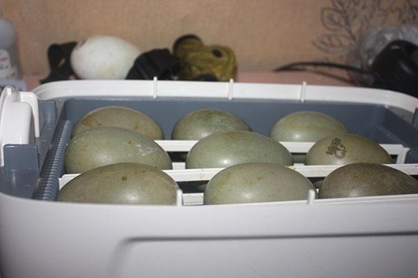Los huevos se controlan periódicamente para determinar su desarrollo.
