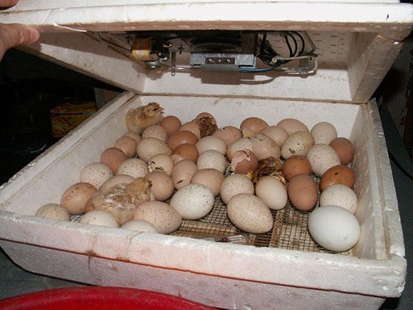 La dernière étape de l'incubation - l'éclosion des poussins