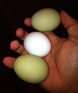 Inspección de huevos antes de la incubación.