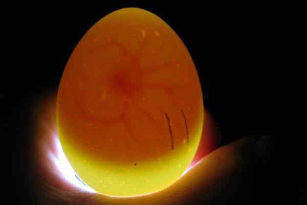 L'ovule est fécondé et l'embryon se développe