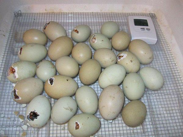 Inicio de la eclosión de huevos de gallina