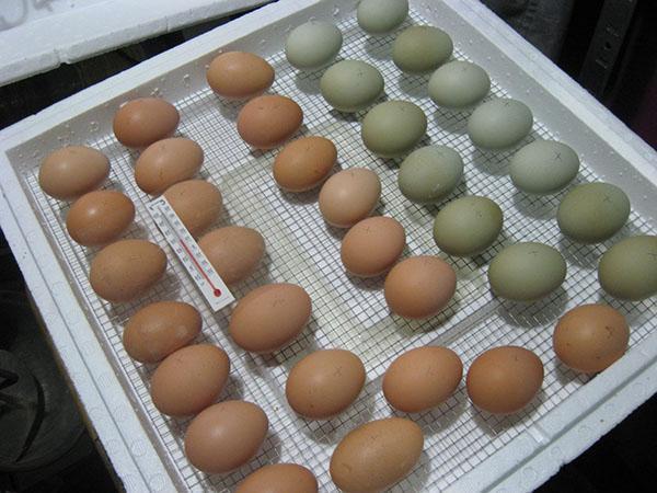 Mise en place des œufs pour l'incubation