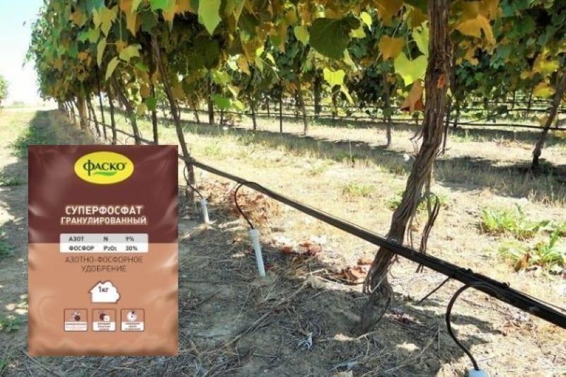 alimentación de otoño de uvas en invierno
