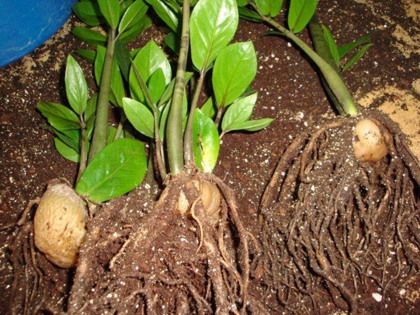 zamioculcas soins à domicile et reproduction en divisant le buisson