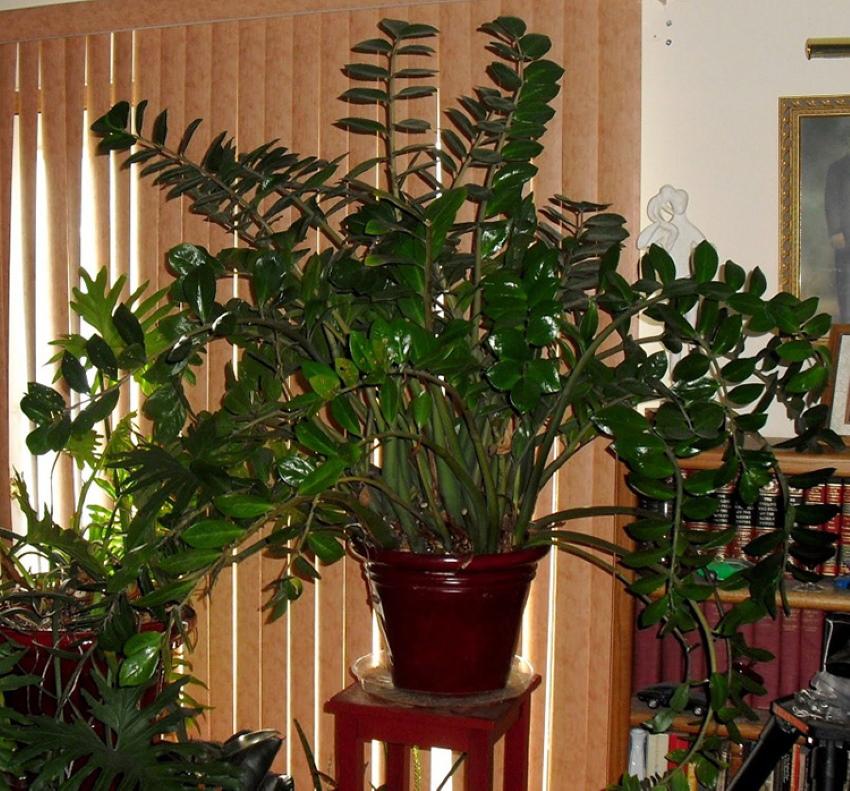 zamioculcas