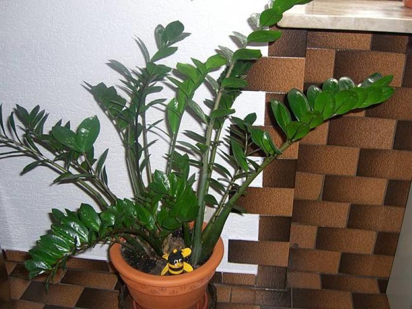 temperatura del contenido de zamioculcas