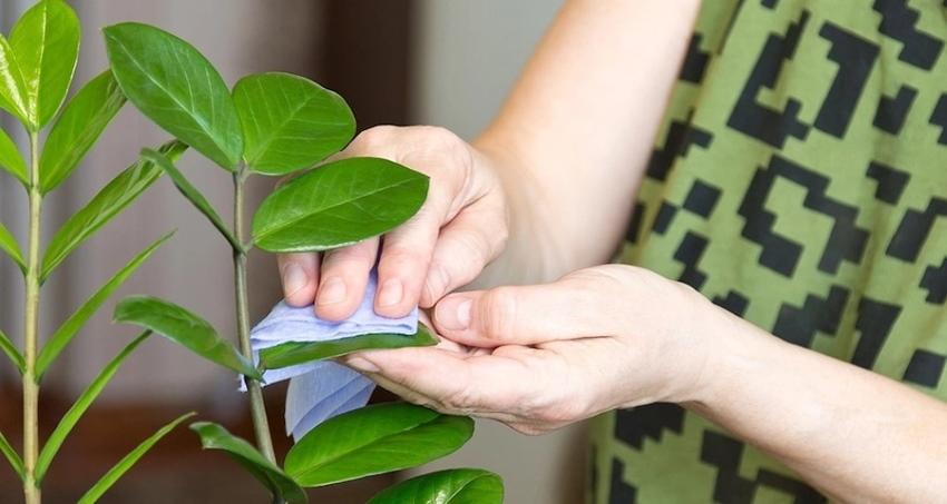 Les soins à domicile de Zamioculcas en détail