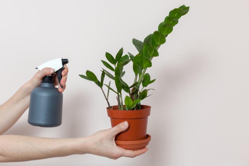 comment arroser les zamioculcas