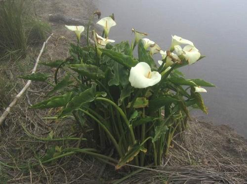 zantedeschia dans la nature