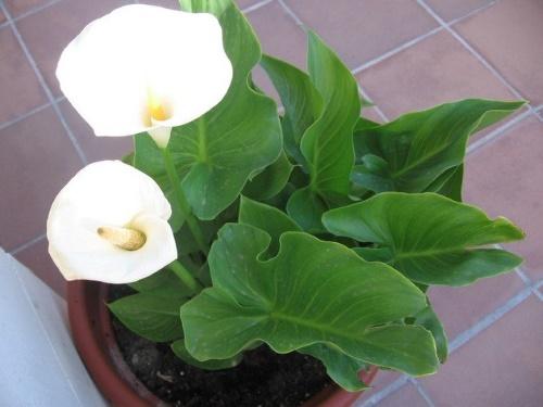 calla en una olla