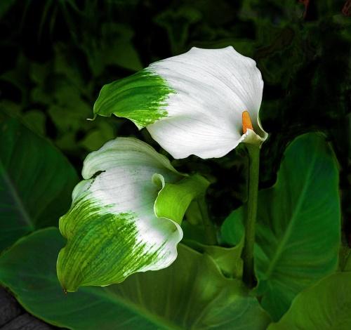 diosa verde zantedeschia