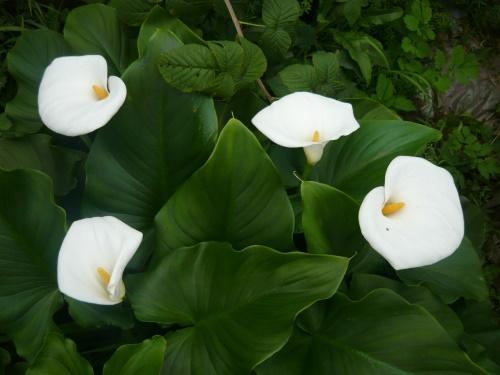 zantedeschia éthiopien