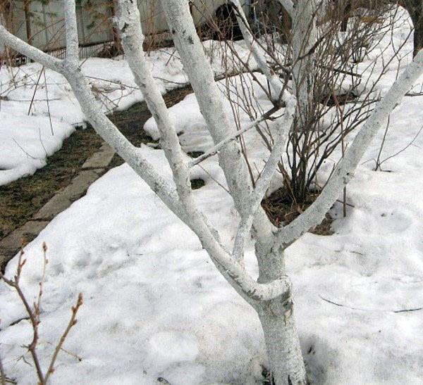 neige dans le jardin