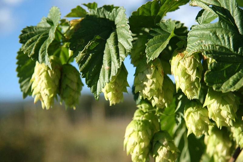 cônes de houblon