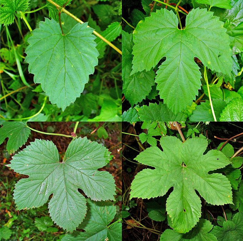 hojas de lúpulo