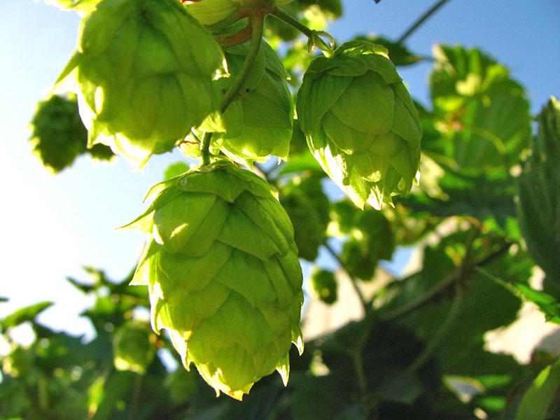 cônes de houblon