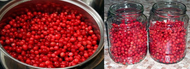 preparar las arándanos rojos y llenar los frascos