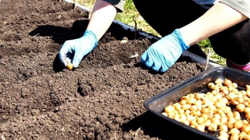 quand planter des oignons