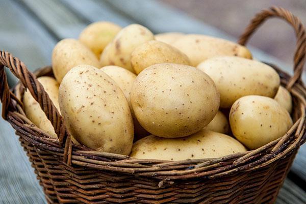 récolte de pommes de terre après traitement avec prestige