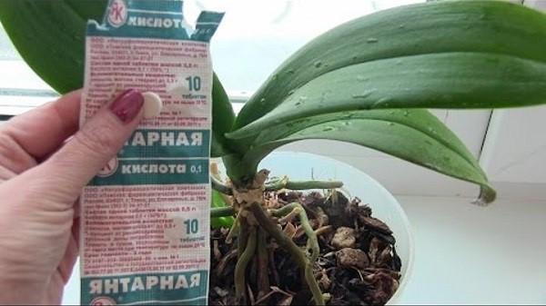 acide succinique pour orchidées