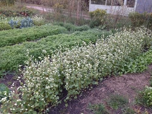 alforfón y phacelia