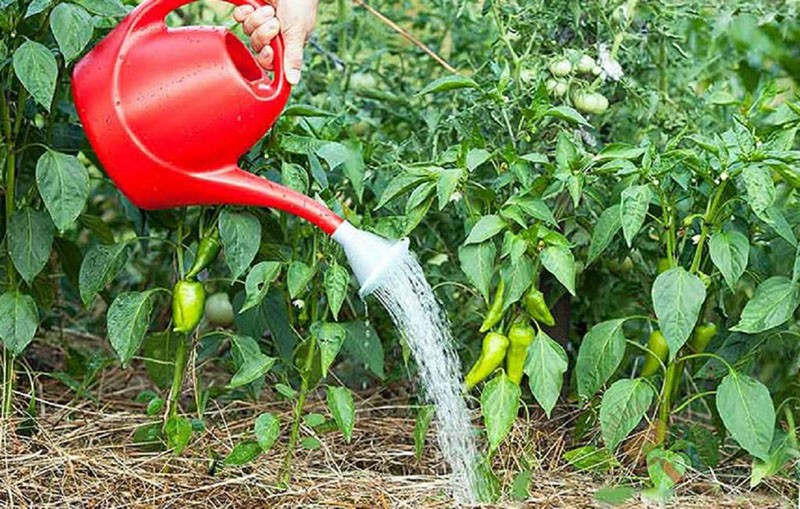 cuidado de la pimienta al aire libre