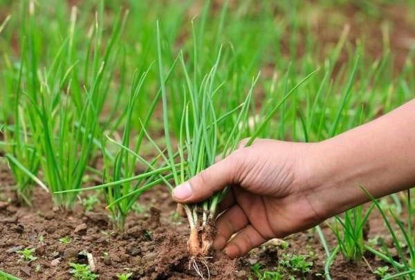 cebollas verdes para nuestra salud