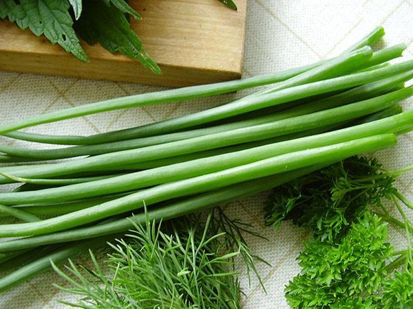 oignons verts et leurs propriétés