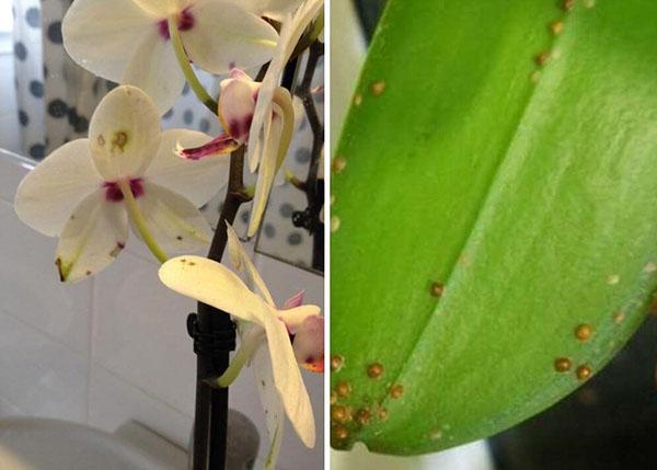 control de plagas de orquídeas