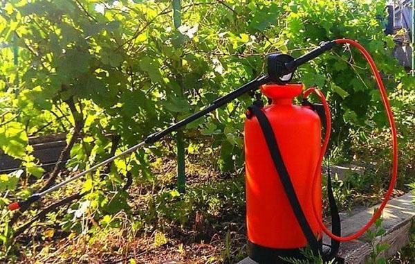 usando jabón verde en el jardín