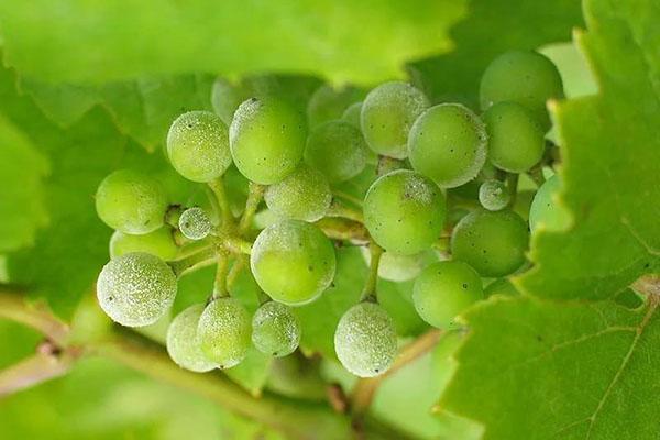 jabón verde para uvas