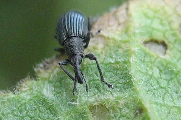 le charançon endommage la plante