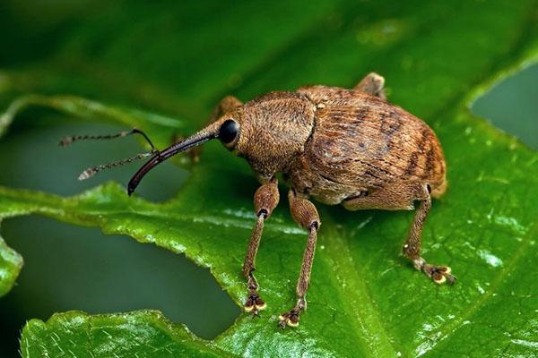 gorgojo de la fresa