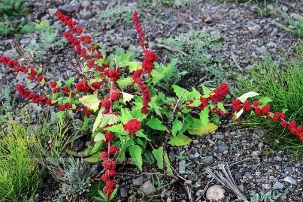 espinaca de fresa