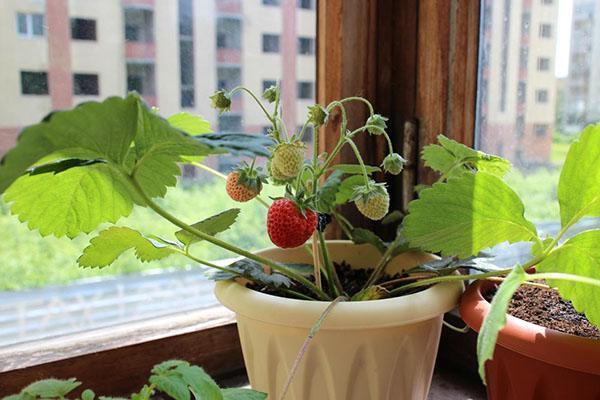fraises sur le rebord de la fenêtre