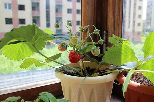 fresas en el alféizar de la ventana