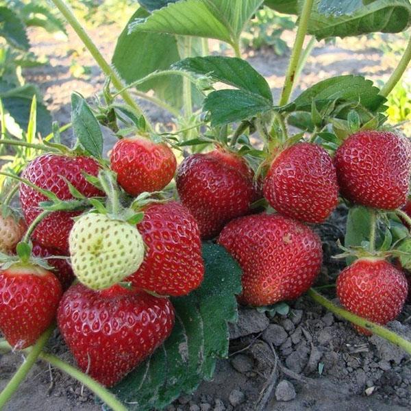 variété à maturation tardive