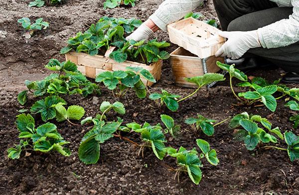 plantar fresas de la variedad Malvina